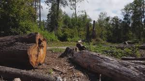 Best Tree Risk Assessment  in Petersburg, VA