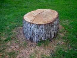 How Our Tree Care Process Works  in  Petersburg, VA