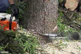 Best Hazardous Tree Removal  in Petersburg, VA