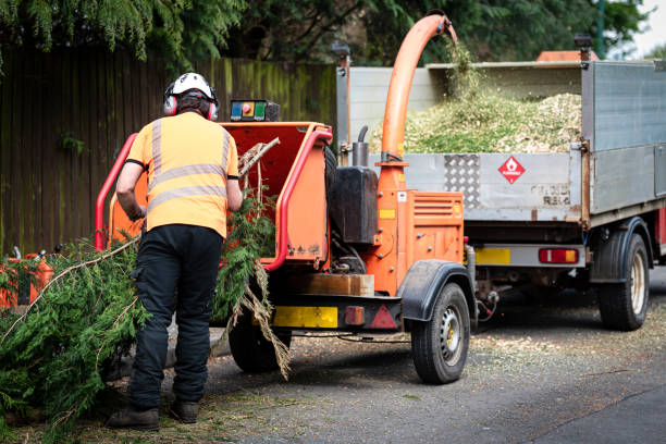 Best Tree Trimming and Pruning  in Petersburg, VA