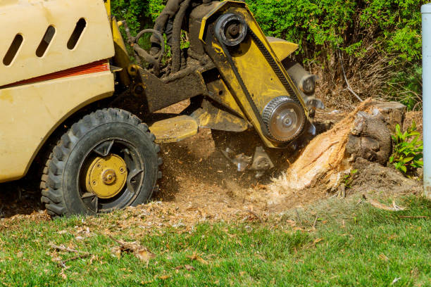 Best Lawn Grading and Leveling  in Petersburg, VA