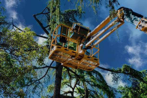 Best Fruit Tree Pruning  in Petersburg, VA
