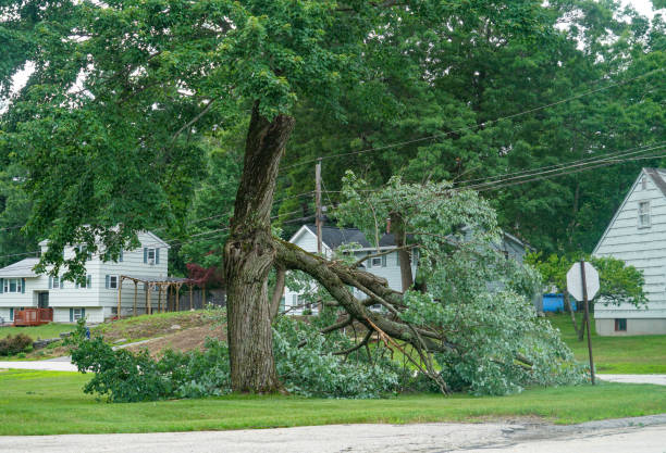 Best Tree Maintenance Programs  in Petersburg, VA