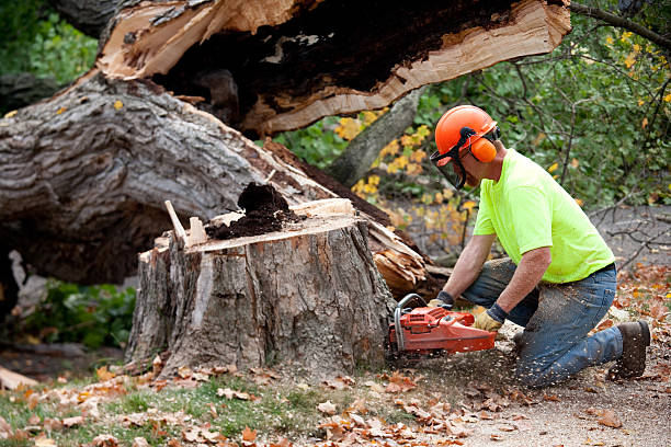 Best Tree Health Inspection  in Petersburg, VA
