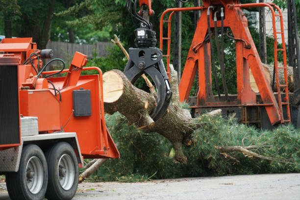 Best Tree Preservation Services  in Petersburg, VA