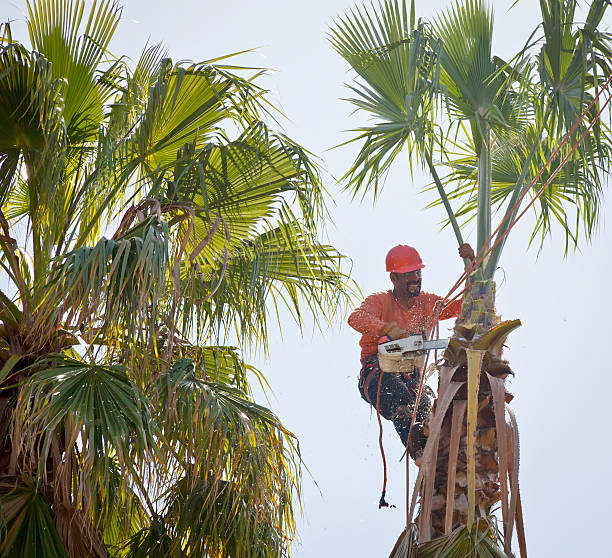 Best Tree Removal  in Petersburg, VA