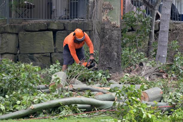 Best Hazardous Tree Removal  in Petersburg, VA