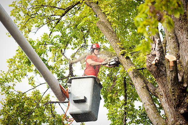 Professional Tree Services in Petersburg, VA