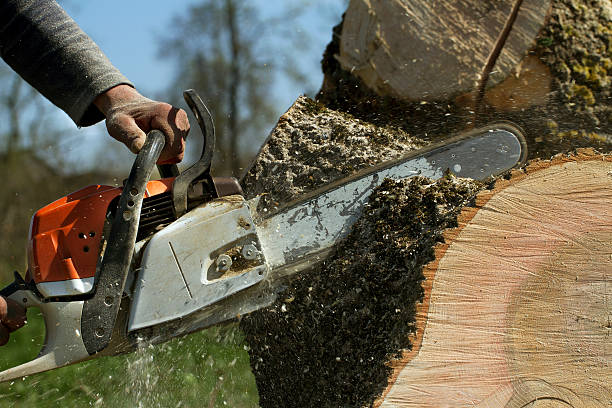 Best Root Management and Removal  in Petersburg, VA
