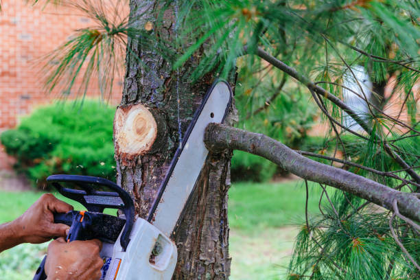 Best Lawn Pest Prevention  in Petersburg, VA